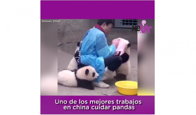 Uno de los mejores trabajos en China es cuidar pandas