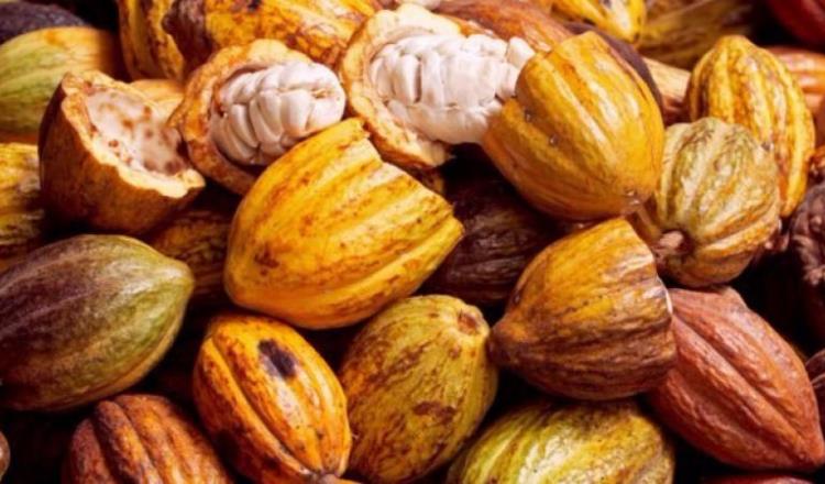 Introducen cacao extranjero para reetiquetarlo como tabasqueño para elevar su valor, denuncian productores