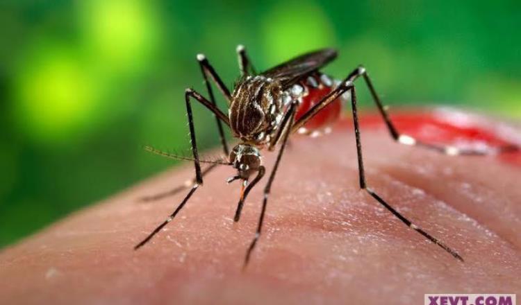 Acumula Tabasco 6 muertes por dengue, confirma Salud Federal