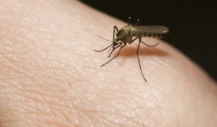 Tabasco en cuarto lugar de mayor prevalencia de dengue a nivel nacional