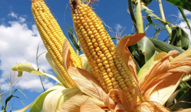 Implementará Gobierno de México programa especial para reducir importación de maíz y leche