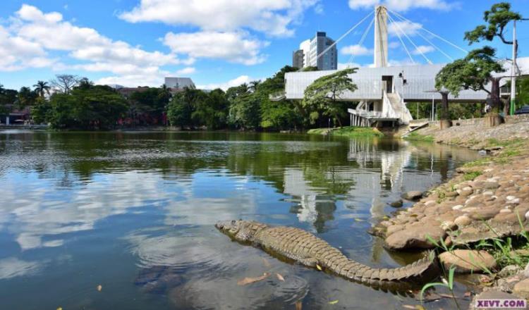 Alerta ambientalista por sobrepoblación de cocodrilos en laguna de las Ilusiones