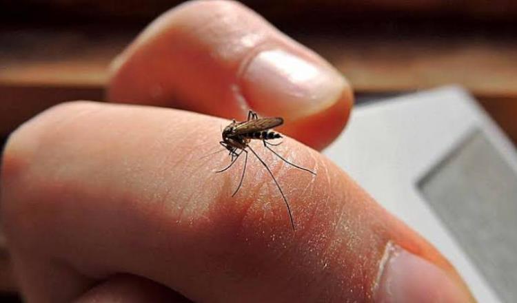 Incrementan casos de dengue en Tabasco en primeras semanas  de 2020