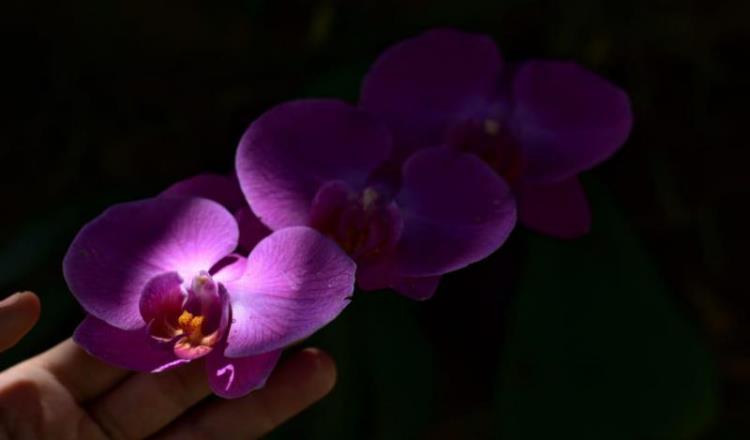 Imagen del Día: Coloridas, elegantes y fascinantes, así son las orquídeas