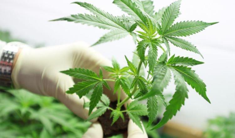 Formará gobierno grupos para analizar regulación de la marihuana