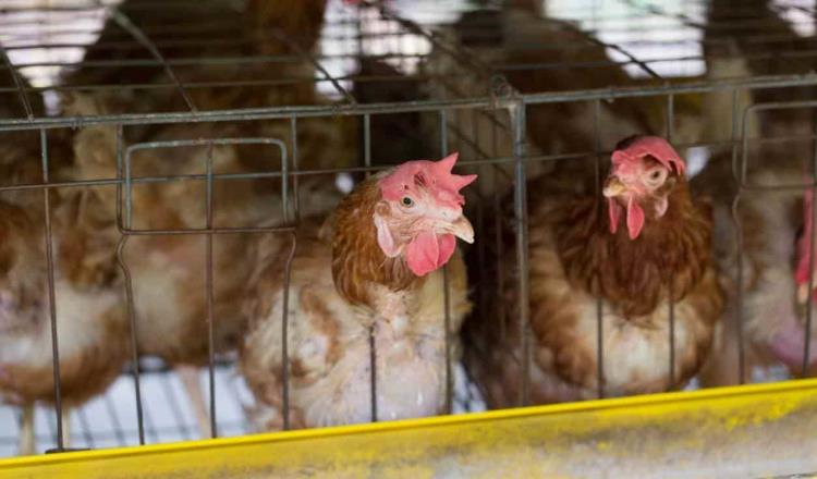 China reporta el primer caso de gripe aviar H10N3 en humanos