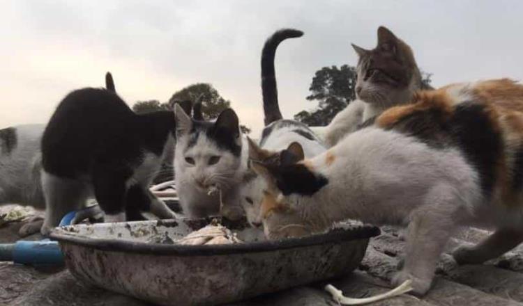 8 de cada 10 gatos son abandonados en Tabasco