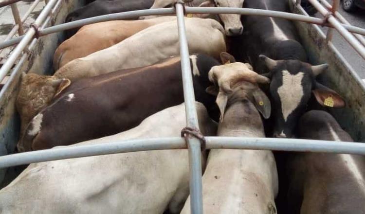 Sequía “extermina” 300 mil cabezas de ganado bovino en Sonora
