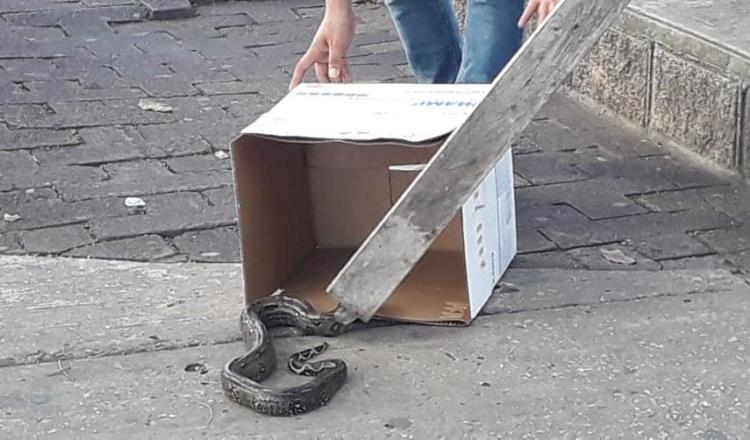 Hallan serpiente en Paseo Tabasco