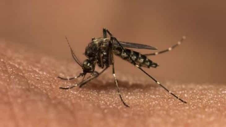 Espera Salud Tabasco cerrar año con 80% menos casos de dengue
