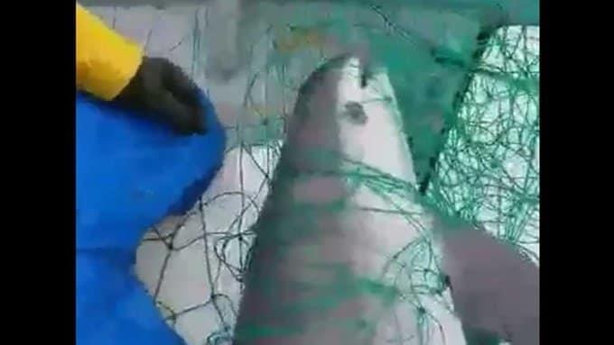 Difunden video de vaquita marina muerta atrapada en una red en aguas de Baja California