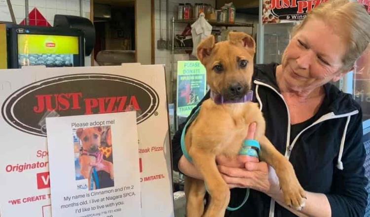 Distribuye albergue fotografías de perritos en cajas de pizza para que sean adoptados