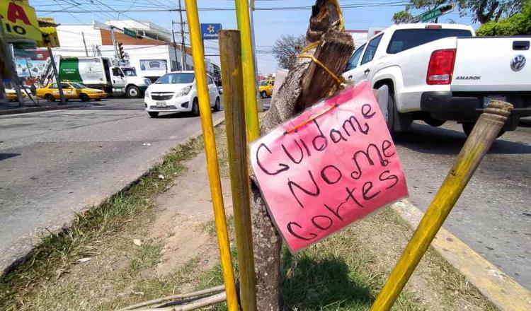 Con letreros piden no cortar árboles en crecimiento en calle de Quintín Arauz