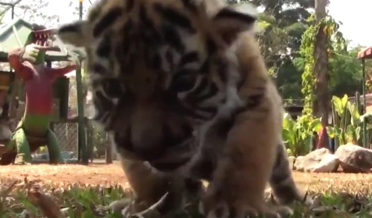 Nace en Veracruz tigre de Bengala y es bautizado como Covid