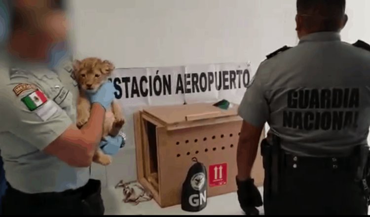 Rescatan a cachorro de león en aeropuerto de Oaxaca