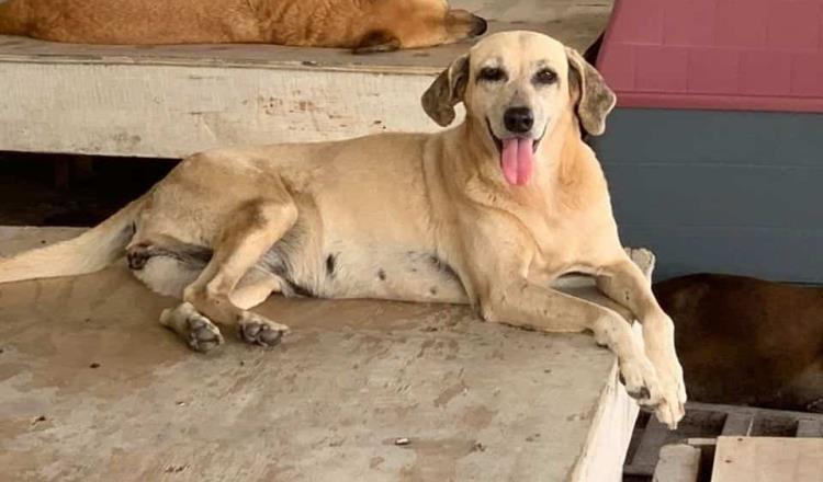 Caninos 911 pide apoyo para atender a los 160 perros que continúan en el refugio