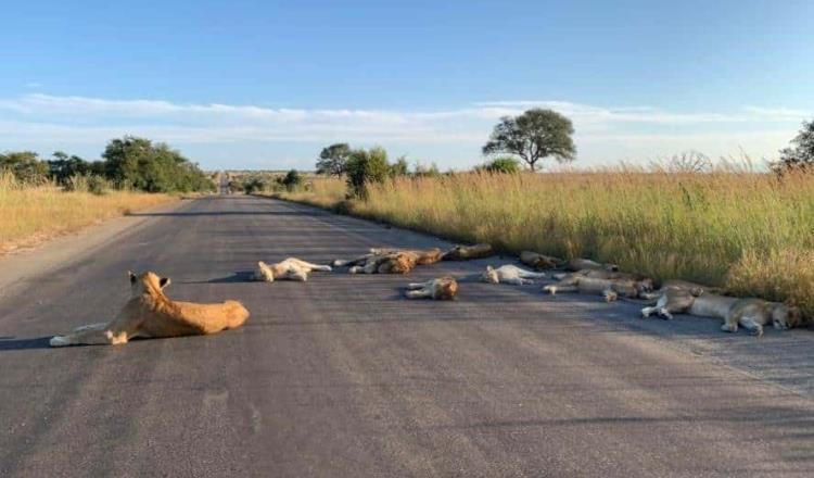 Leones duermen tranquilos en carretera de Sudáfrica… ante falta de turistas