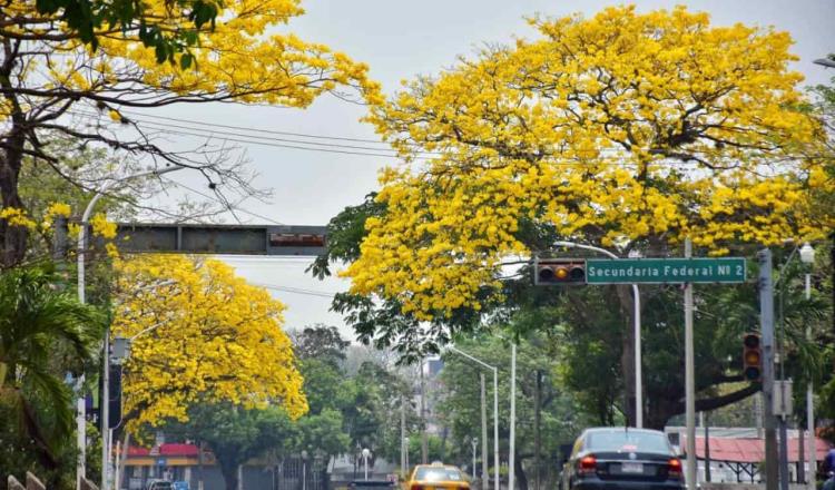 FOTO GALERÍA: Tabasco se viste de amarillo con el esplendoroso florecer de los guayacanes