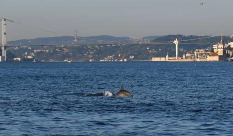 Confinamiento y la restricción de tráfico marítimo, permite avistamiento de delfines en Bósforo, Estambul