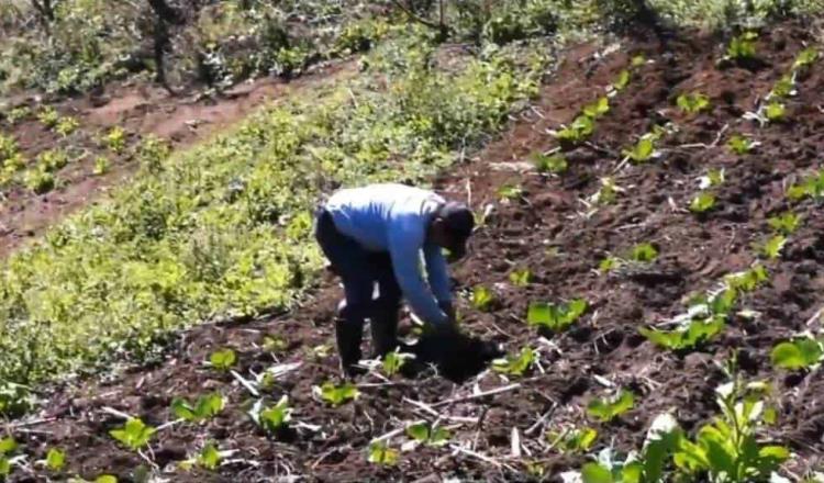 Denuncian que cultivadores de Sembrando Vida no cuentan con cubrebocas