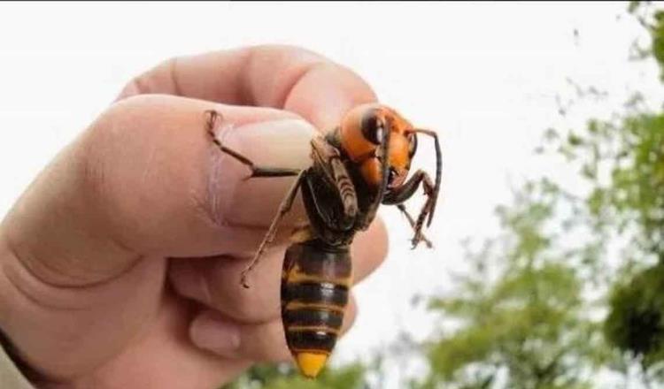 Asegura CONABIO que avispón asiático gigante no ha llegado a México