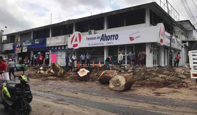 Confirma Ayuntamiento de Centro que empresas no tenían permiso para talar árbol de tamarindo en Tamulté