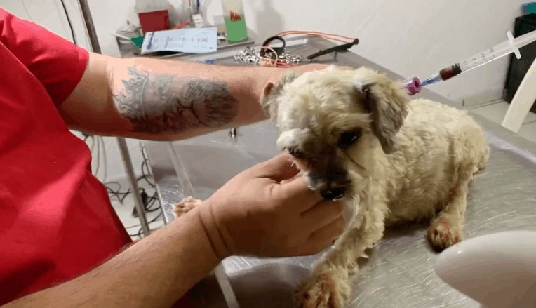 Rescatan a perros entre lágrimas de sus propietarios… que los maltrataban