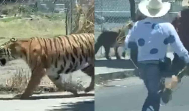 Lazan a tigre que merodeaba en calles de Tlaquepaque, Jalisco