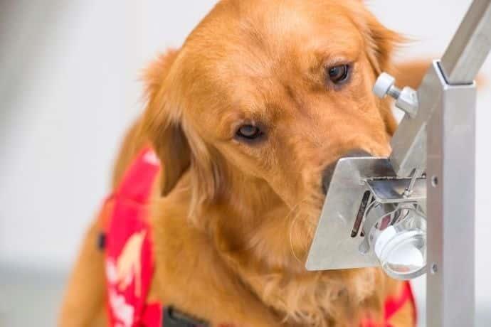 Londres entrena perros para que olfateen a portadores asintomáticos de Covid-19