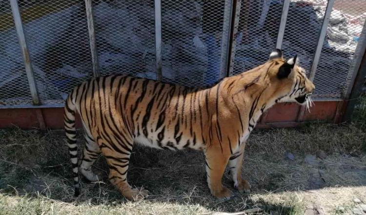 Asegura PROFEPA dos tigres de bengala en Tlaquepaque, Jalisco
