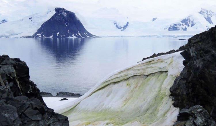 La Antártida se pinta de “nieve verde” por cambio climático