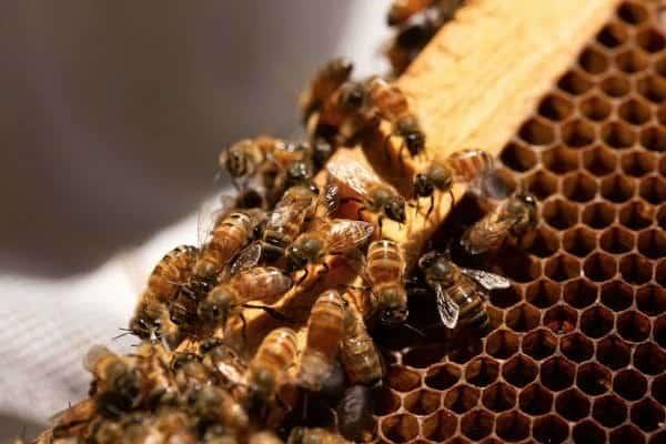Estudio señala que veneno de abejas ayuda a atacar células de cáncer de mama