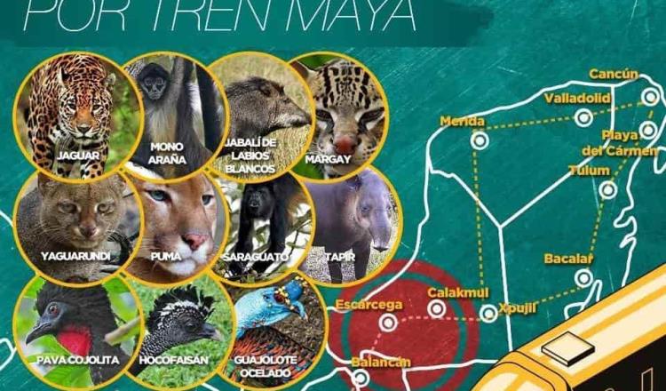 ‘Colapso ecológico’ provocarán trabajos del Tren Maya: Asociación de Zoológicos, Criaderos y Acuarios