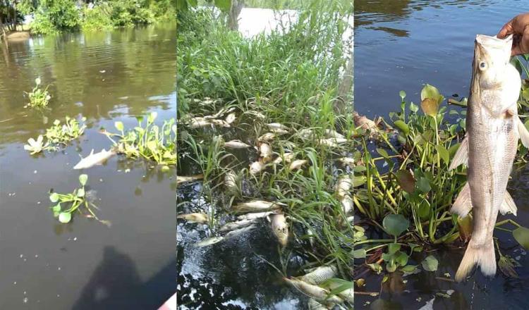 Reportan mortandad de peces en río Chilapa