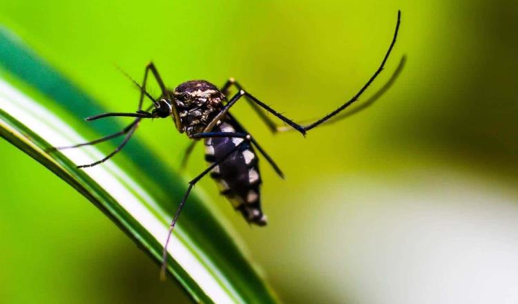 En Florida liberan mosquitos modificados para combatir zika y dengue