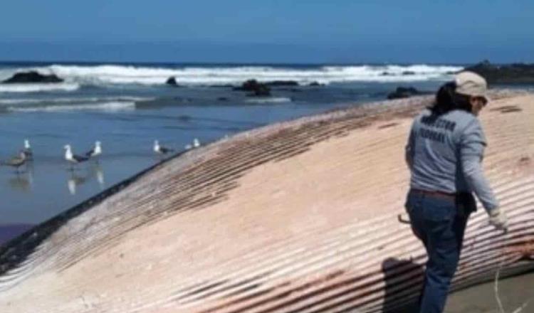 Encuentran ballena muerta de 18 metros de longitud en Playas de Rosarito B.C.