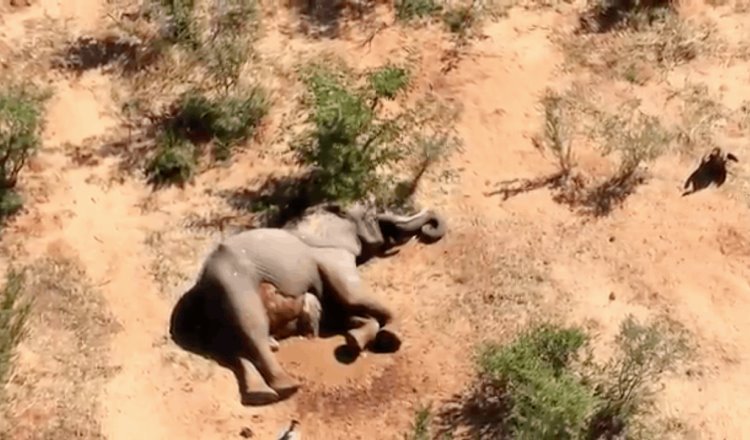 Más de 300 elefantes han muerto en los últimos dos meses en Botsuana, se desconocen las causas