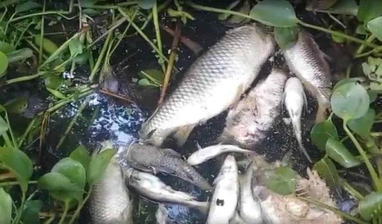 Muerte masiva de peces en cuatro municipios no se debió a contaminantes: investigadores de la UJAT