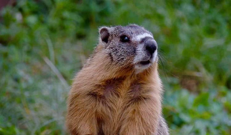 Ingesta de carne de marmota habría provocado dos casos de ‘peste negra’ en Mongolia