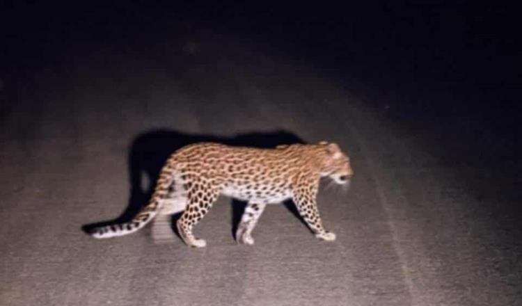 Avistan jaguar sobre Pochitocal–Lomas Alegres, Tacotalpa