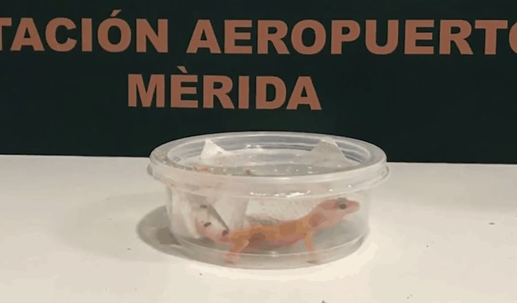 Rescata Guardia Nacional a Gecko Albino en el Aeropuerto Internacional de Mérida