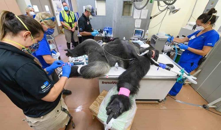 Realizan prueba de Covid-19 a gorila en Miami… da negativo
