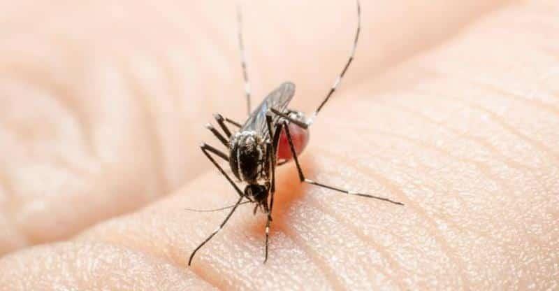 Tabasco, en segundo lugar a nivel nacional en tasa de incidencia de dengue: SINAVE
