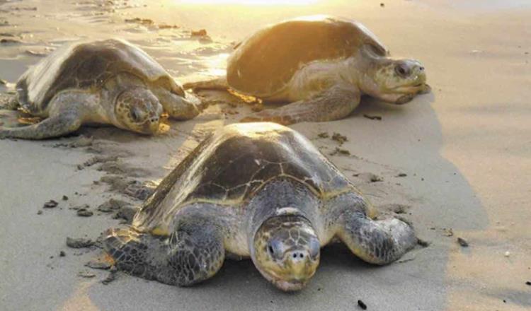 Gracias a la cuarentena, tortugas marinas rompen récord en desoves en Isla de Cozumel