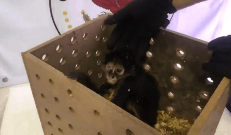 Asegura la Guardia Nacional un ejemplar de mono araña en el aeropuerto de Chihuahua