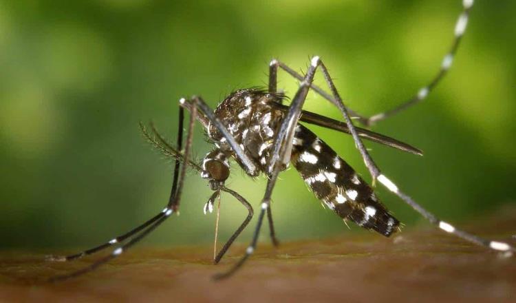 Comalcalco y Paraíso en semáforo rojo por dengue; ya suman 8 defunciones en Tabasco por el virus