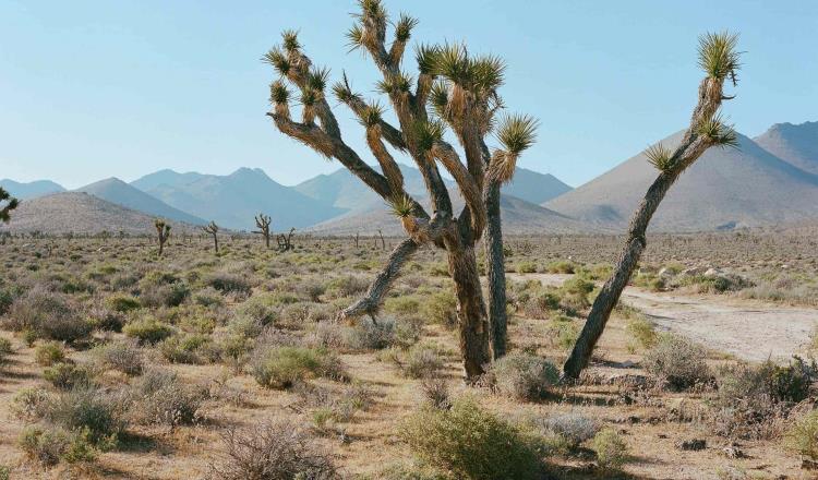 Se registra temperatura récord de 54.4ºC en el “Valle de la Muerte” en California