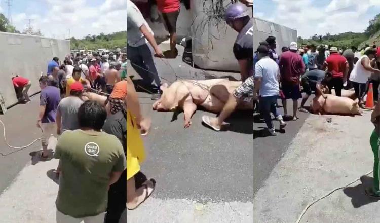 Vuelca tráiler en la carretera Campeche-Mérida que transportaba cerdos