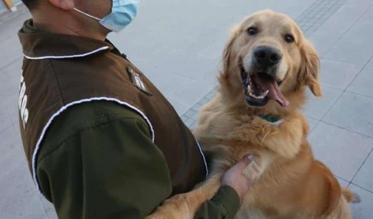 En Dubái hay perros entrenados para detectar Covid-19 en el aeropuerto