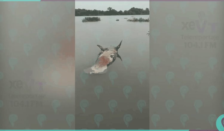 Hallan manatí sin vida en San Juanito, Boca de Tres Brazos; pescadores de Centla solicitan intervención de autoridades